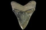 Serrated, Chubutensis Shark Tooth - Megalodon Ancestor #116741-2